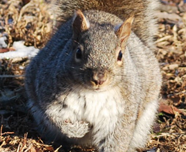 Grey Squirrel