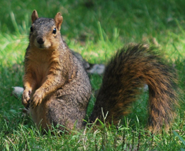 Fox Squirrel